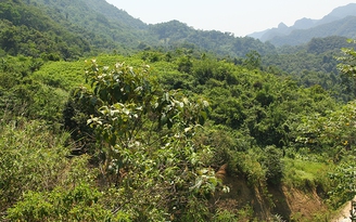 Đi hái quả trong rừng, một người dân Nghệ An bị trúng đạn tử vong