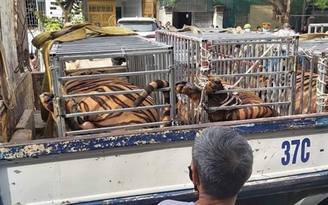Bắt vụ nuôi nhốt 17 con hổ trong nhà dân ở Nghệ An