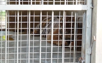 Khu sinh thái Mường Thanh ngỏ ý tiếp nhận 9 con hổ nuôi nhốt ở Nghệ An