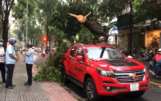 TP.HCM: Hoảng hồn nhánh cây sao 'khủng' gãy đè ô tô