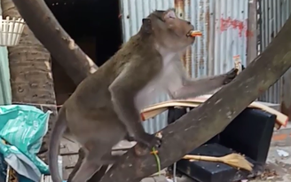 Khỉ nặng cả chục kg xuất hiện trong khu dân cư khiến người dân bất an