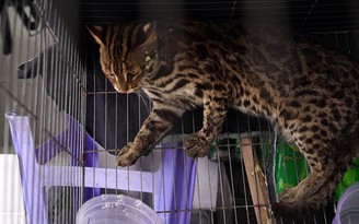 TP.HCM: Người dân bàn giao mèo rừng, trăn gấm dài gần 10 m cho kiểm lâm