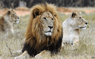 Sư tử cắn chết nữ du khách Mỹ ở Nam Phi