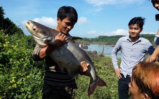 Cả trăm người lùng bắt cá khủng dưới chân đập thủy điện Trị An