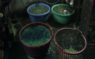 Mua hóa chất chợ Kim Biên nhuộm xanh rau muống bào