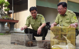 Kiểm lâm thu giữ nhiều động vật hoang dã