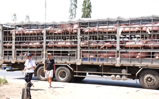 'Thủ phủ heo' Đồng Nai ra sao trước cơn dịch tả lợn châu Phi?