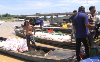 Cá chết hàng loạt trên sông La Ngà
