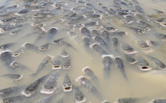 Cá chết hàng loạt trên sông La Ngà: Đến mùa lại... ôm nợ tiền tỉ