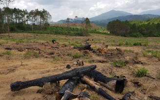 Chủ tịch tỉnh Lâm Đồng cấp tốc ra công điện về vụ đầu độc 10ha rừng thông