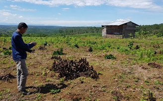 Bị phạt 251 triệu đồng vì xây 14 căn nhà và trồng cà phê trên đất rừng