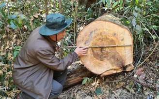 Tan tác rừng bạch tùng trăm tuổi ở Lâm Đồng: Khoanh vùng nghi can
