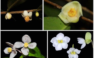 Tạp chí quốc tế công bố 4 loài thực vật mới xuất xứ VQG Bidoup - Núi Bà