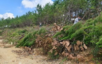 Truy tìm thủ phạm phá rừng thông 3 lá tại tiểu khu 259