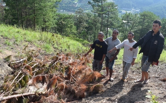 Lâm Đồng: Xác định được nhóm phá rừng thông 3 lá gần đèo Prenn