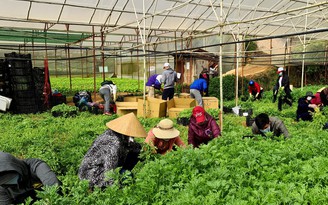 Lâm Đồng: Sản xuất rau, củ ngắn ngày cung ứng cho các tỉnh, thành vùng dịch Covid-19