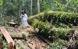 Lâm Đồng: Điều tra vụ phá rừng dổi vùng giáp ranh 3 huyện