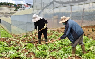 Bán không được, nhiều nông dân nhổ rau, bỏ đất trống