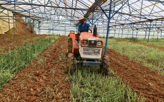 Giá rau xanh Đà Lạt tăng vọt, nhà vườn xuống giống trở lại