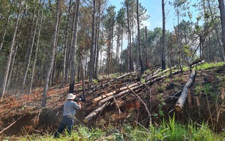 Lâm Đồng: Cưa hạ rừng thông rồi đốt cháy phi tang để chiếm đất