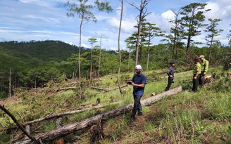 Đà Lạt: Hàng trăm cây thông 3 lá rừng phòng hộ bị cưa hạ, nằm la liệt