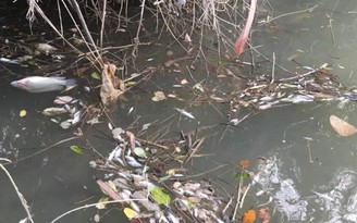 Điều tra vụ cá chết hàng loạt trên sông ở Quảng Ninh
