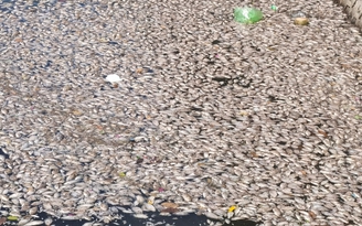 Cá chết nổi trắng các hồ điều hòa ở Hạ Long