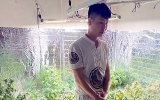 Quảng Ninh: Bắt khẩn cấp nam thanh niên trồng cả vườn cần sa tại nhà riêng