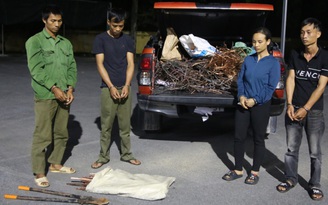 Quảng Ninh: Bắt nhóm trộm cáp điện trên cao tốc Vân Đồn - Móng Cái