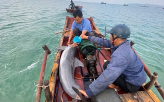 Quảng Ninh: Giải cứu cá heo mắc cạn ở Cô Tô