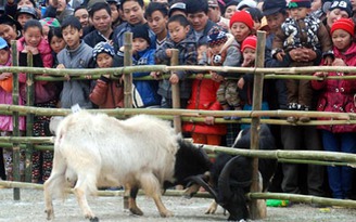 Nuôi dê và chọi dê trên cao nguyên đá Đồng Văn