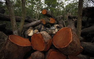 Toàn bộ cây xanh bị chặt hạ ở Hà Nội bán được 1,1 tỉ đồng