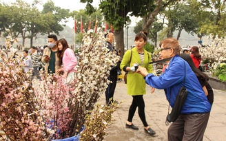 Chuyển hơn 10.000 cành hoa anh đào về Hà Nội tổ chức lễ hội