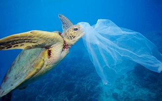 Hơn 5.000 tỉ túi nilon được thải ra mỗi năm