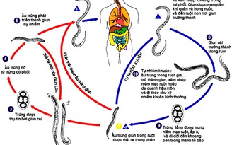 Bệnh tim, phổi, thận do giun lươn có thể bị nhiễm từ vật nuôi