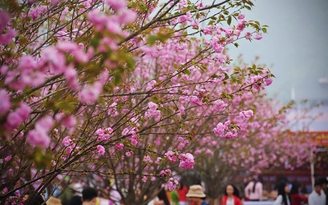 Lễ hội hoa anh đào đầu tiên ở Sài Gòn trong 'nắng đổ lửa'