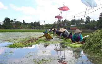 Người người ngâm mình cả ngày dưới ruộng nhổ rau cần, kiếm tiền triệu