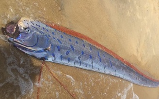 Mai táng cá hố rồng dài hơn 4 mét dạt vào bãi biển