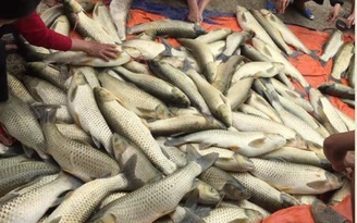 Người nuôi cá trên sông Bồ lại điêu đứng vì cá chết hàng loạt