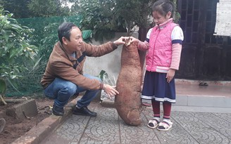 Củ sắn khủng to bằng thân hình trẻ em ở Thừa Thiên - Huế