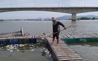 Vũng Tàu: Cá nuôi lồng bè lại chết hàng loạt ở Long Sơn