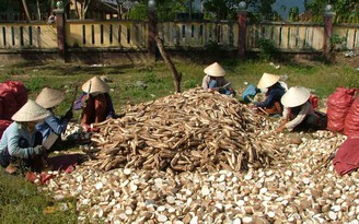 Người Nhật tăng nhập khoai mì Việt