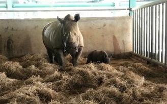 Vinpearl Safari Phú Quốc lập kỳ tích với 2 'bé' tê giác quý mới chào đời
