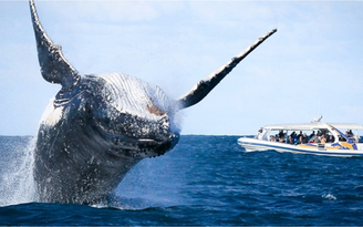 'Tour xem cá voi khổng lồ' là bình thường, nhiều nước có