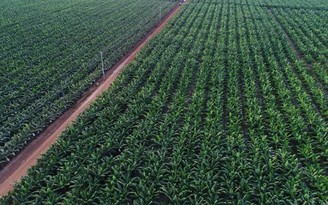 THACO đăng ký mua thêm 5 triệu cổ phiếu công ty nông nghiệp Hoàng Anh Gia Lai