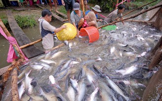Mỹ, Trung Quốc tăng mua cá tra Việt Nam