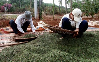 Giá tiêu ngày 29.5.2020: bất ngờ tăng vọt chạm mốc 60.000 đồng/kg