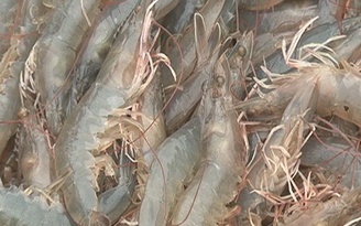 Tôm, cá tra Việt tăng cường sang Mỹ, EU