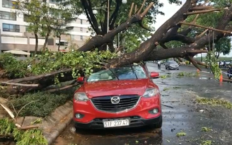 Cây xanh ngã, đổ gây tai nạn: Ai chịu trách nhiệm bồi thường ?