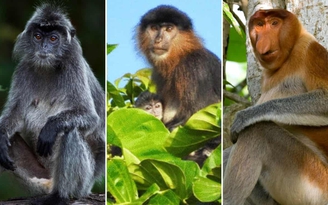 'Khỉ lai bí ẩn' ở Malaysia có thể là kết quả của việc phá rừng